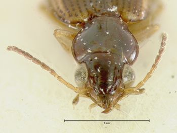 Media type: image;   Entomology 33063 Aspect: head frontal view